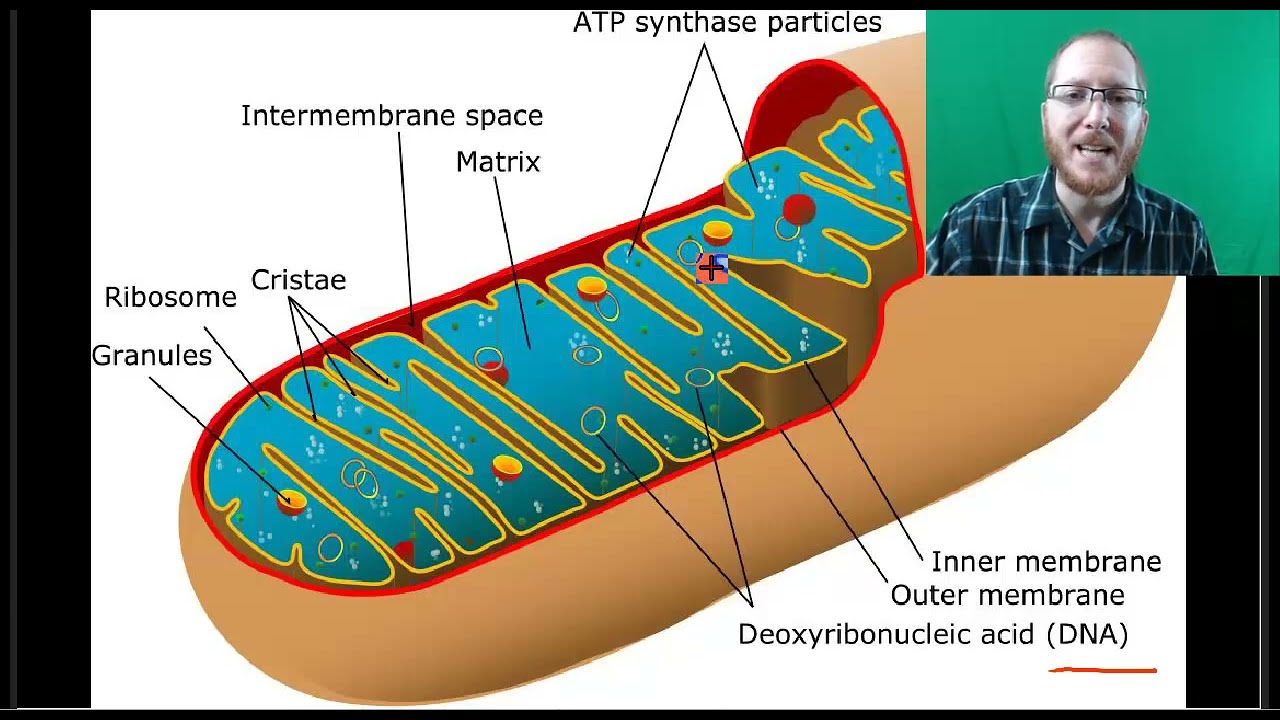 AP Bio: Overview of a Cell - Part 2