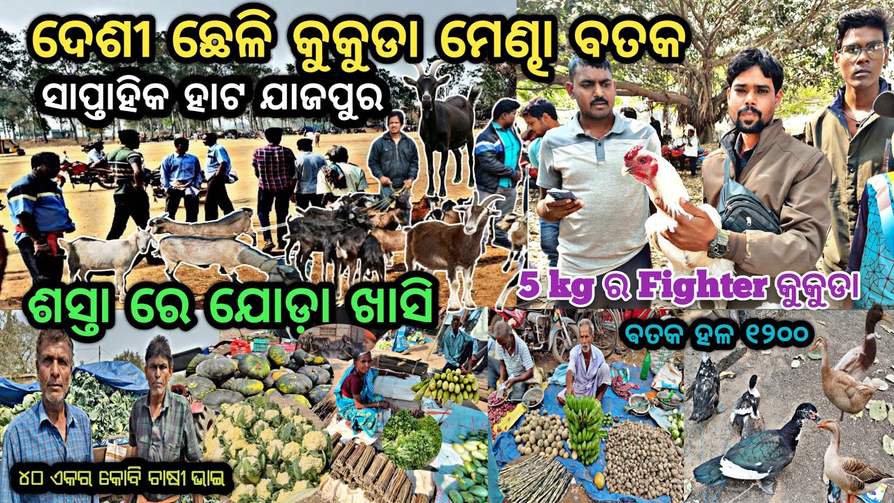 ସାପ୍ତାହିକ ଦେଶୀ ଛେଳି 🐐 ମେଣ୍ଢା 🐑 କୁକୁଡା କନ୍ତର ହାଟ ଯାଜପୁର ||  Black Fighter ସୁଆ ଥଟିଆ 🐔