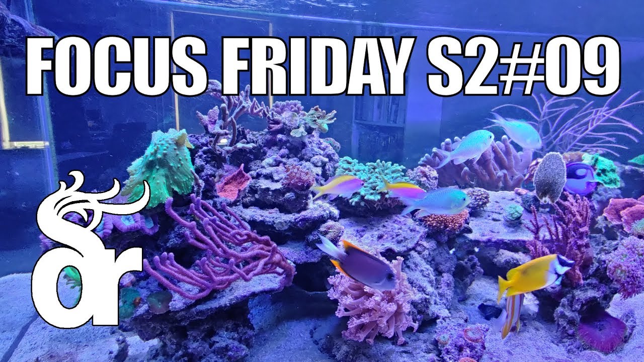 FF S2#09 | Coral Update & Plans