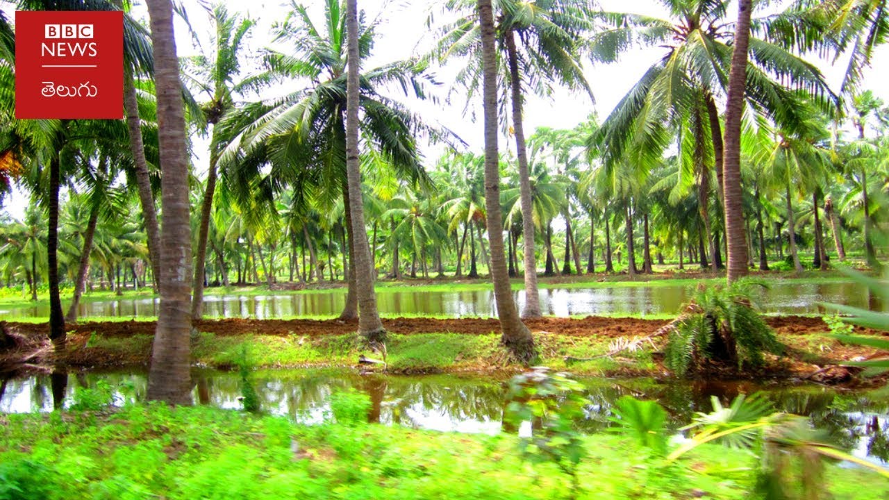 గోదావరి జిల్లాలు అంత పచ్చగా ఎలా మారాయంటే...