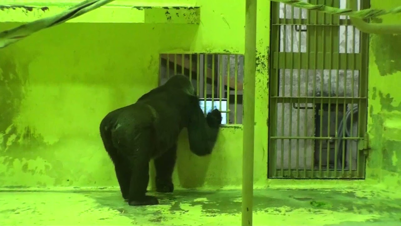 ゴリラ ゲンキ20101016モモタロウの映像を見る/Genki staring at Momotaro's video (before Momotaro came to Kyoto Zoo.)