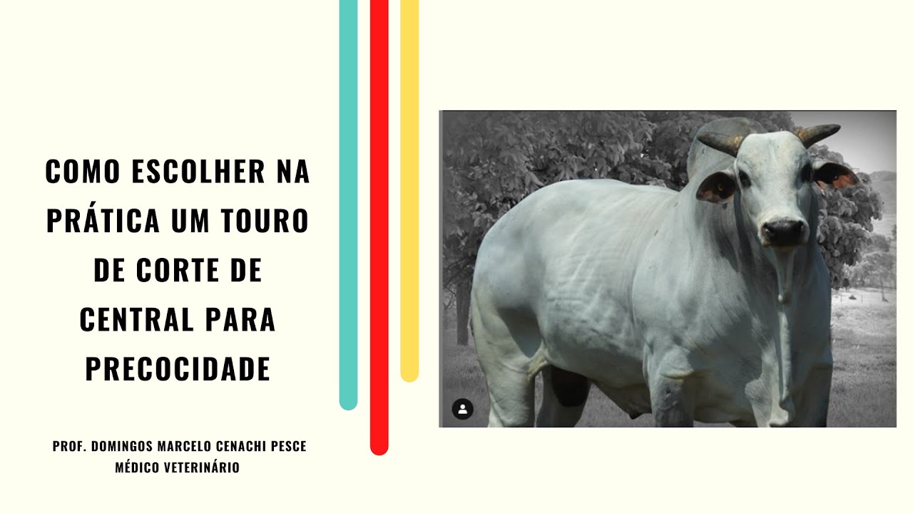 Como escolher na prática um touro de corte de central para precocidade