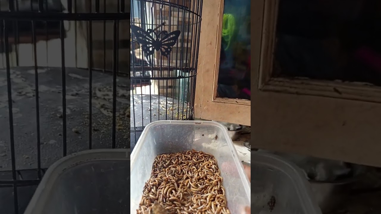 Hari ke 2 apdet perkembanggan burung cikrak daun kita