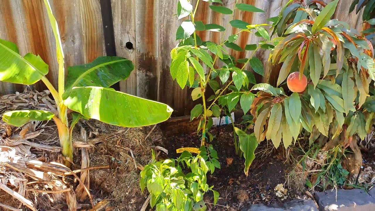 Planting Panama Berry Trees Before It Gets Too Hot