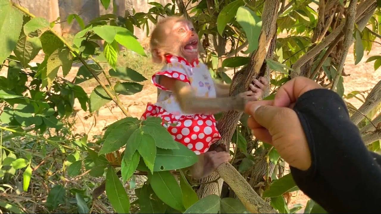 Mnkey Zhuly Scrammm Refused Dad Teach To Play At Tree