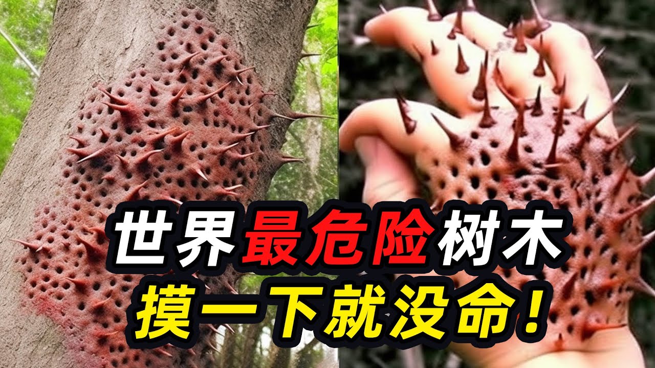 世界上最危险的5种树，1片叶子就能毒死人，数十万人因它丧命