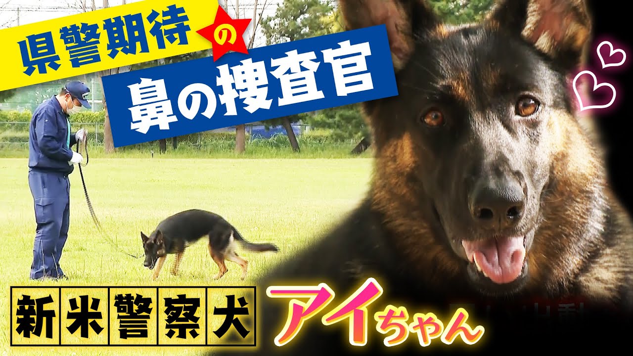 シェパードの新米警察犬に密着　バディ歴1年「家族のような存在」厳しい訓練を乗り越え…目指せ現場出動【新潟発】