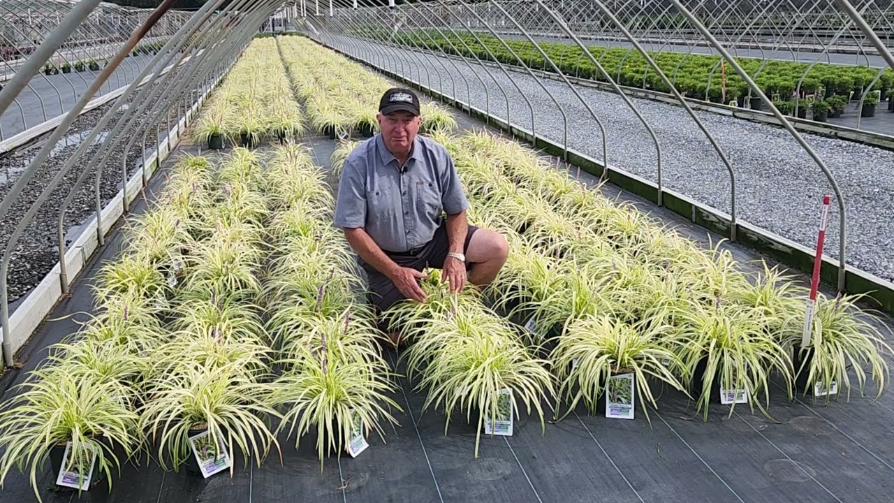 Liriope Silvery Sunproof (Lily Turf) - Easy to Grow, Tough-As-Nails Evergreen Ground Cover   👍😉💚👏