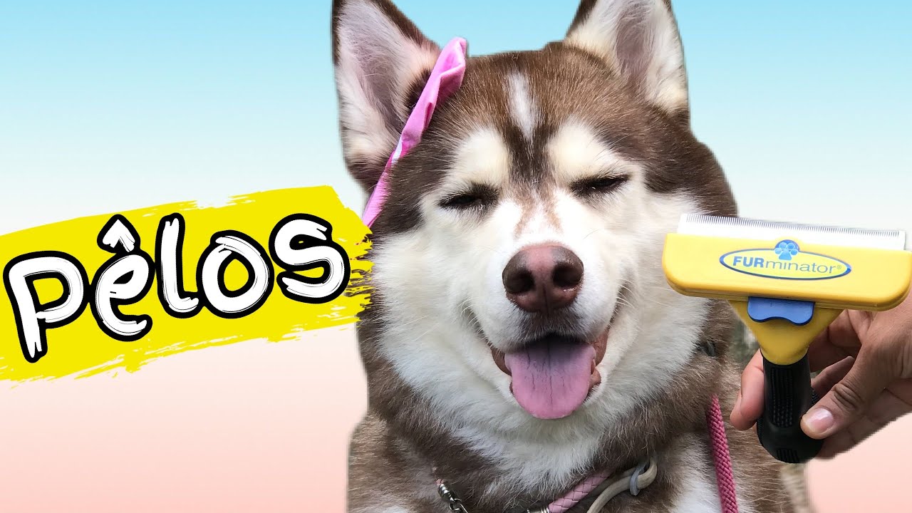 A FURMINATOR É BOA MESMO? RASQUEANDO UM HUSKY SIBERIANO.