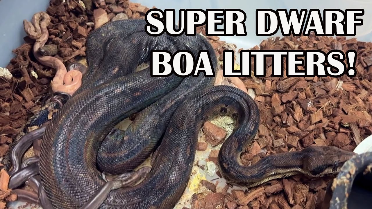 SISTER ONXY BOAS DELIVER ON THE SAME DAY!