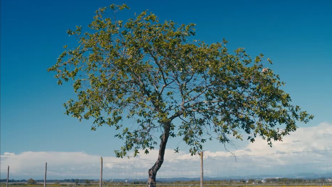 Simple But Pretty #44 (Sigma FP | Cinema DNG Raw | Canon FD)