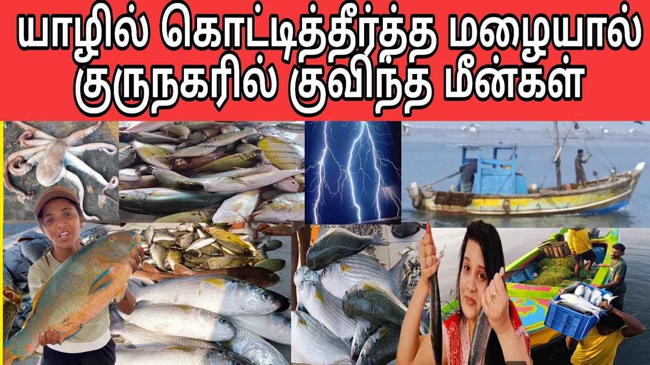 சற்றுமுன்! மீனை அள்ளிச் சென்ற மீனவர்கள்!!!