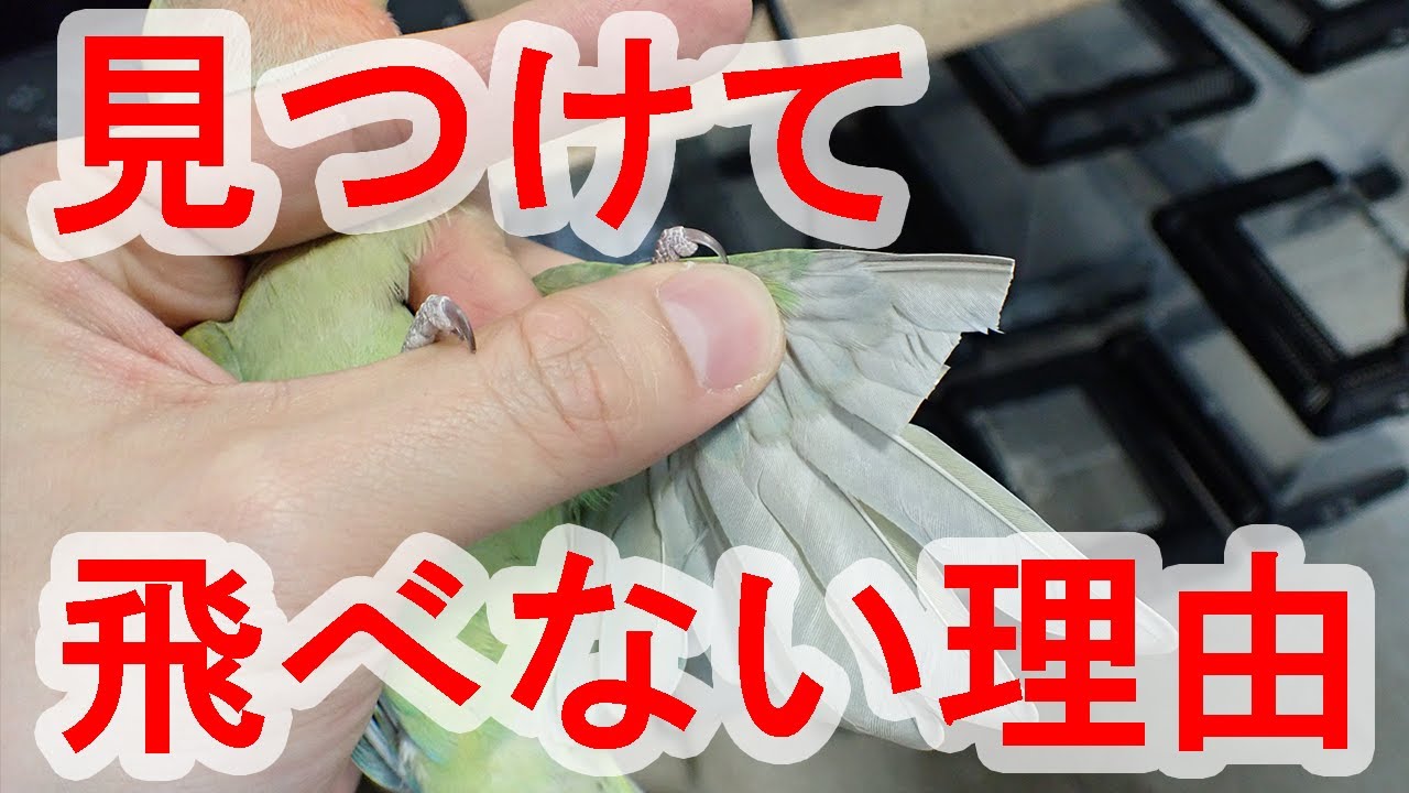 【鳥】獣医師が教える鳥が飛べなくなる時！5選