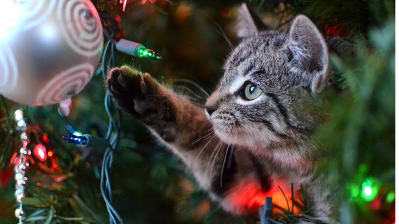 Neu! Katzen im Weihnachtsbaum Weihnachten 1. Advent Cats in christmas trees New Compilation Cat