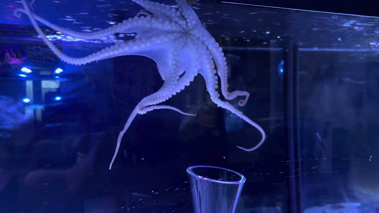 Bruce vs lobster full video