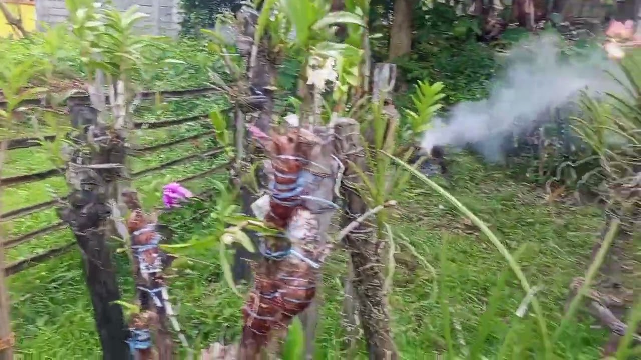 Flex kolng po ung mga alqga Kong orchids dini sa Bahay.