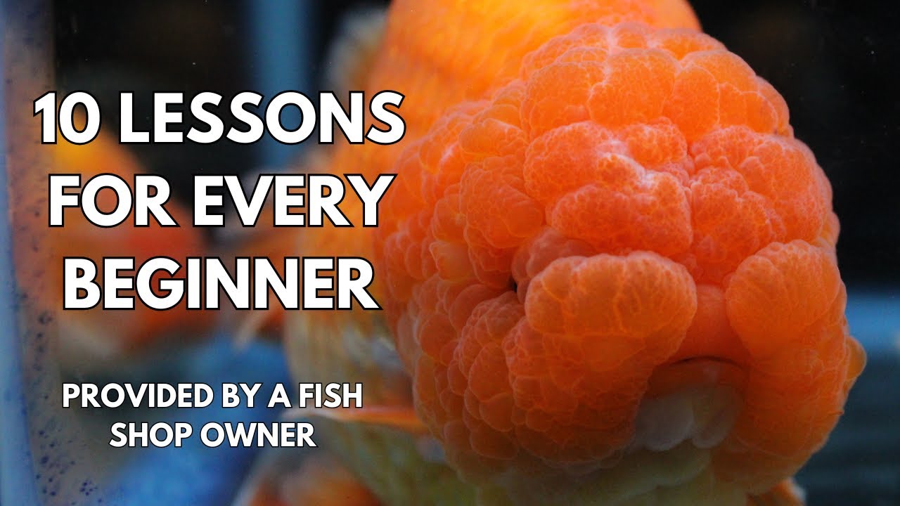 10 Beginner Lessons I Learned Keeping Fancy Goldfish