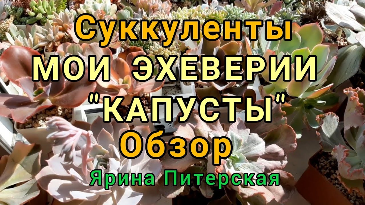 Мои эхеверии 