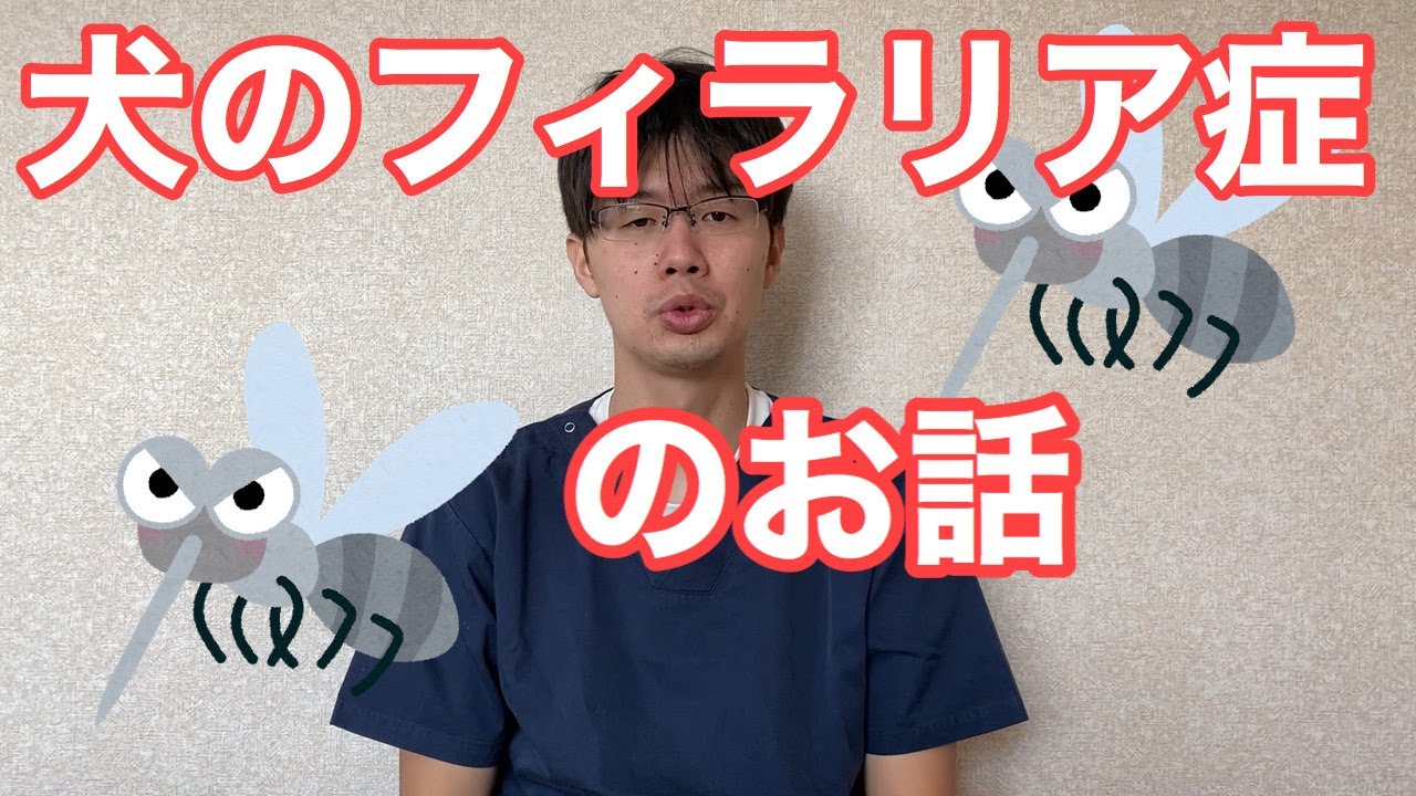 犬のフィラリア症のお話【小動物獣医師のお話 Vol.7】