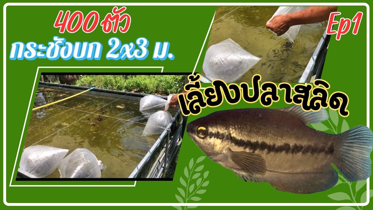เลี้ยงปลาสลิด Ep1 400 ตัว บ่อกระชังบกขนาด 2x3 เมตร  #กระชังบก #ปลาสลิด #พันธุ์ปลาสลิด #อาหารปลาสลิด