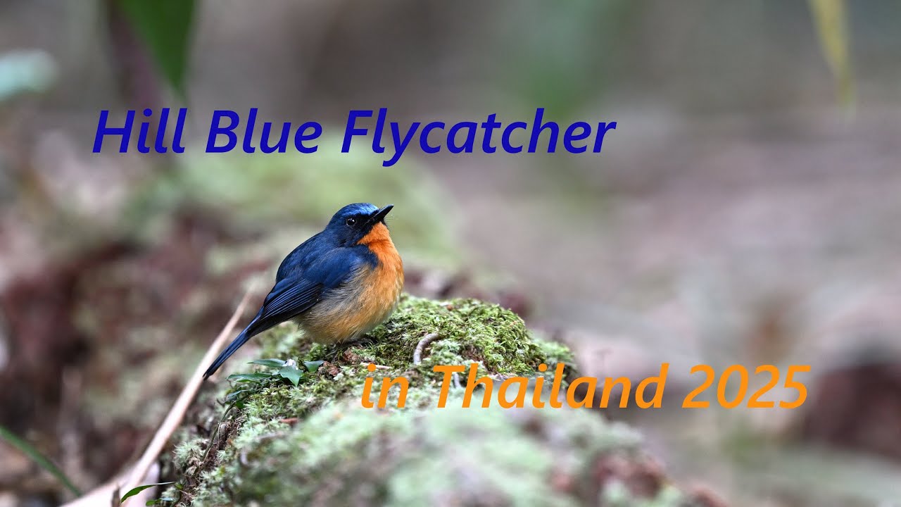 Hill Blue Flycatcher