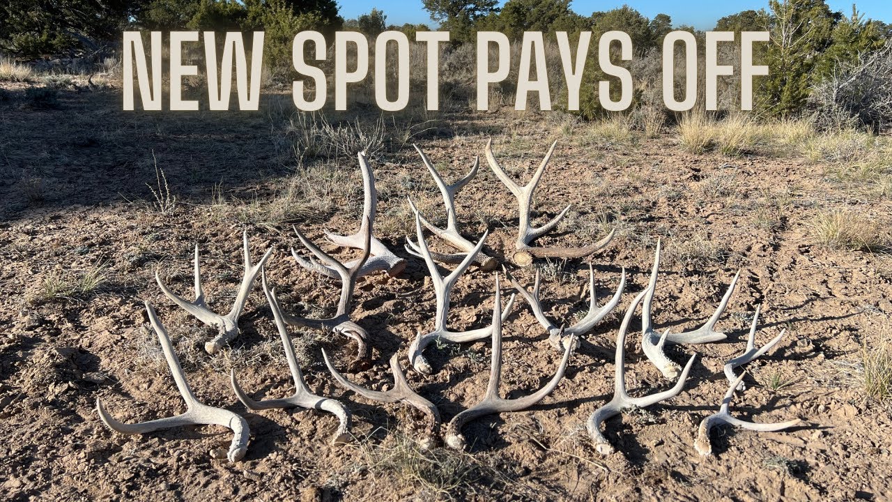 SHED HUNTING 2025: MIXED BAG