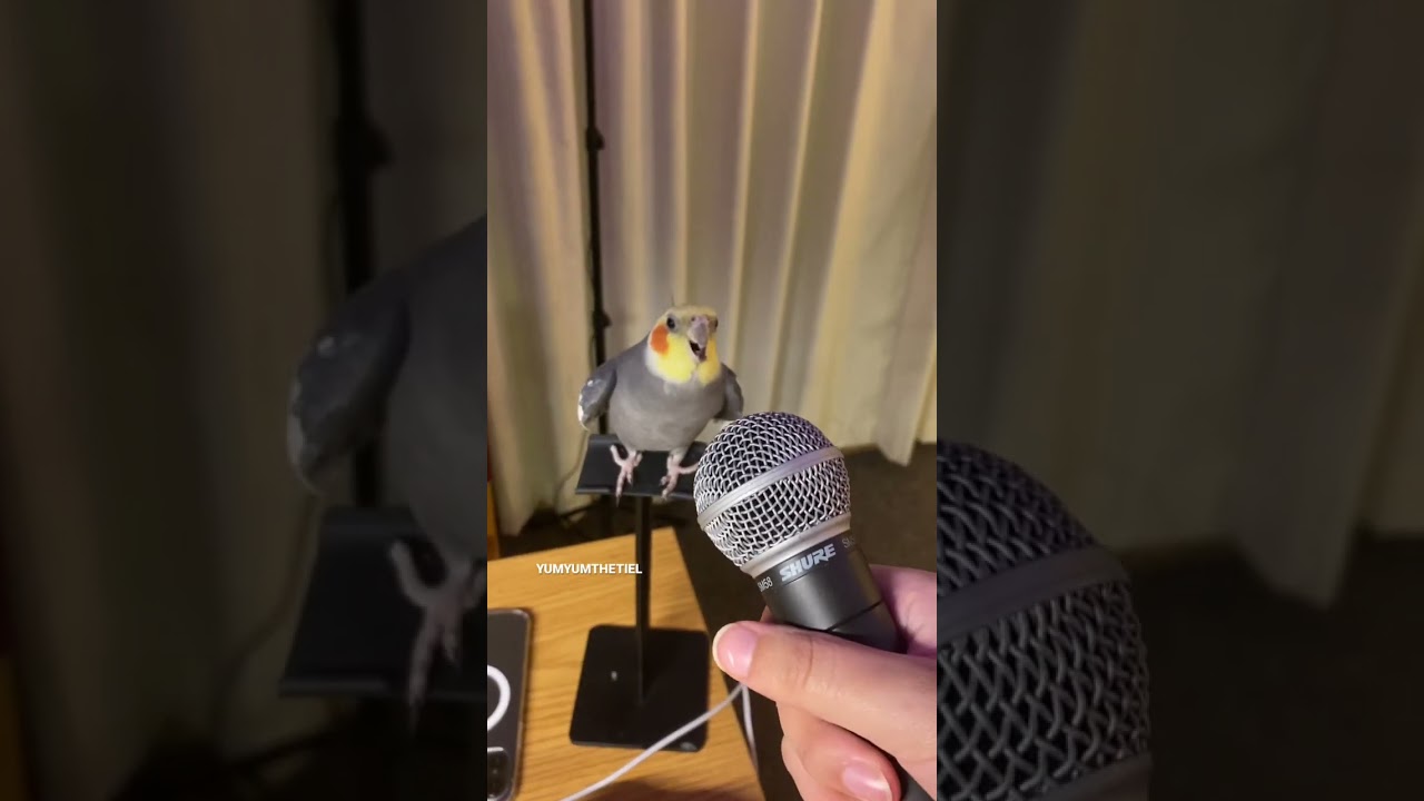 YumYum working hard on his new track! #yumyumthetiel #parrot #bird #pet #cockatiel #cute