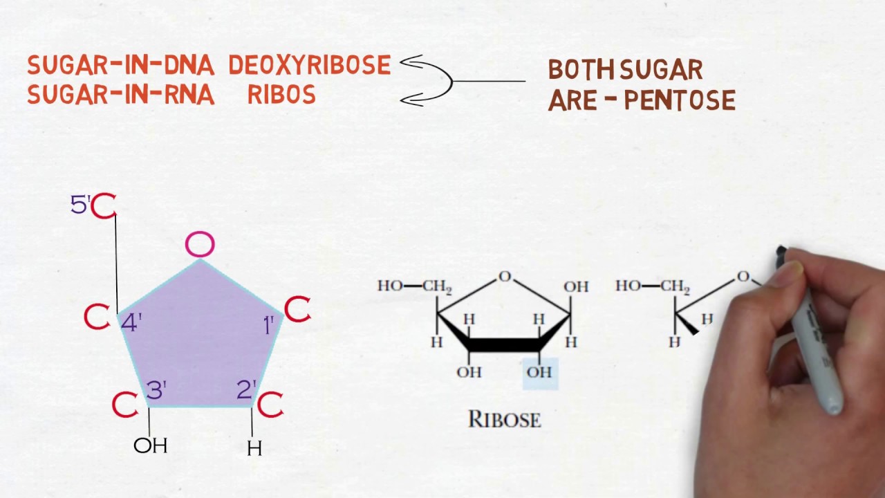 Nucleic acid ( DNA & RNA), Nucleotide, Nucleoside | الحمض النووي (دنا , رنا)