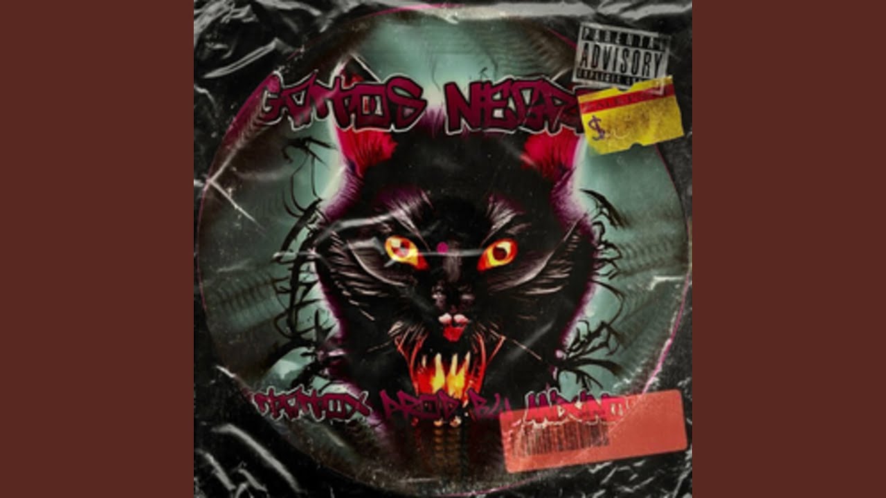 Gatos Negros
