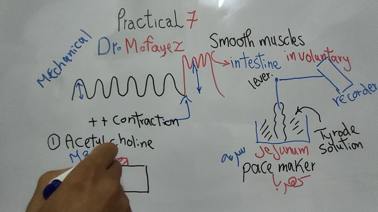 Practical 7 (Effect of chemical substances on Smooth muscle motility) First year Dr Mohamed Fayez