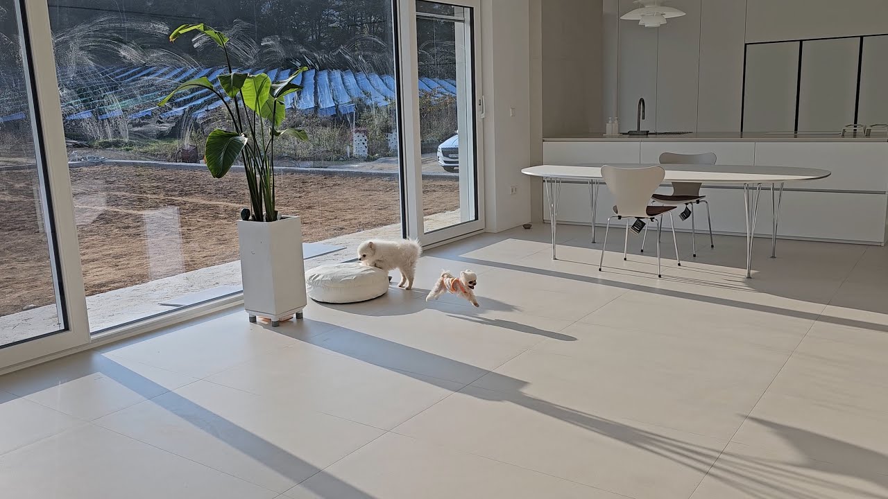 Руди и Понки переехали! Реакция собак на новый дом