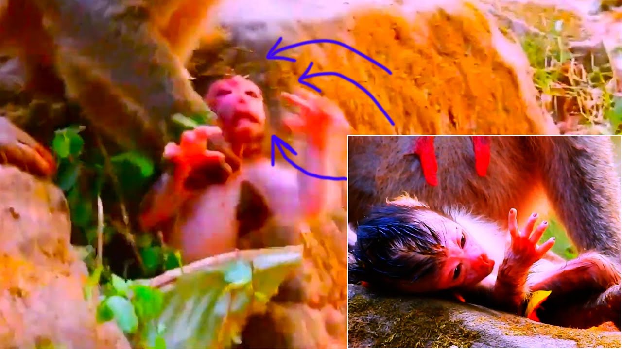 Heartbreaking moment: story of just born baby falling Monkey mother was bringing her newborn wrongly