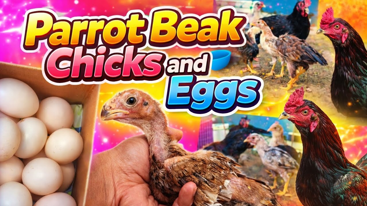 Parrot beak chicks and eggs for sale in Hyderabad 💯