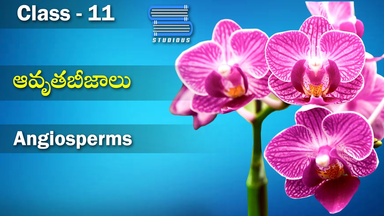 ఆవృతబీజాలు – Angiosperms | Plant Kingdom | Biology 11 | Telugu | Class 11 | Bipc Telugu