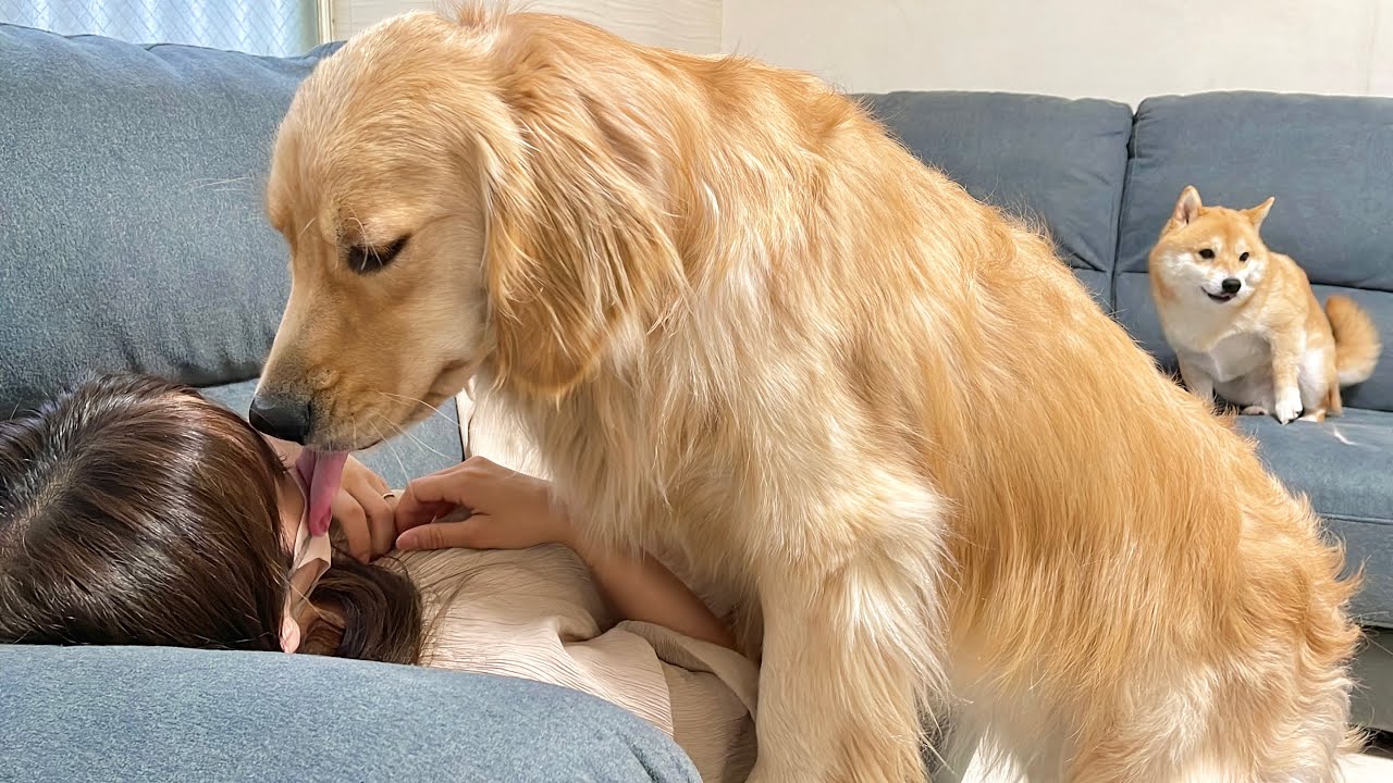 手術を終えて帰宅したママを心配して側に寄り添ってくれる愛犬たちが愛おしすぎた