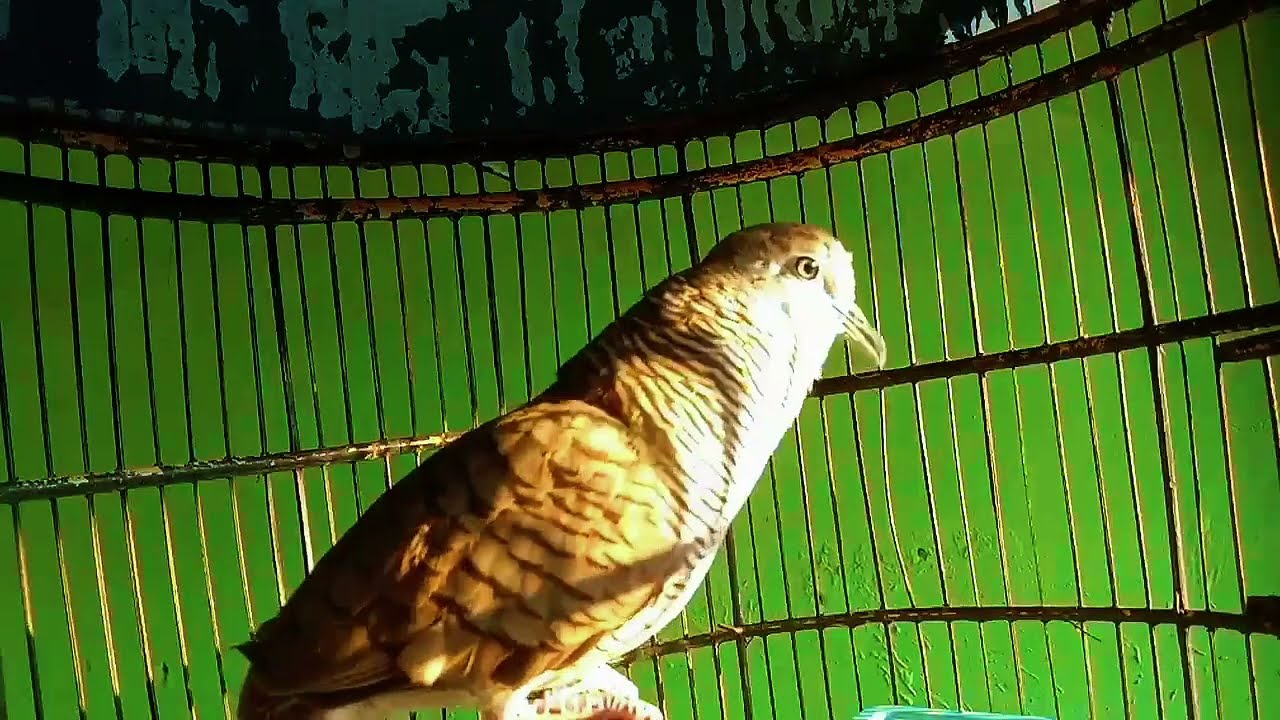 Perkutut Suara Pancingan Pagi & Sore, Kutut lain bakal Ribut