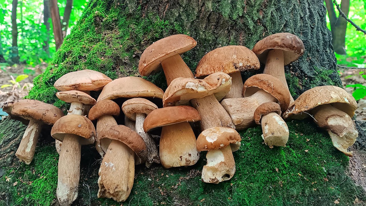 Magical forest and the Best White Mushrooms this summer🍄‍🟫🌲