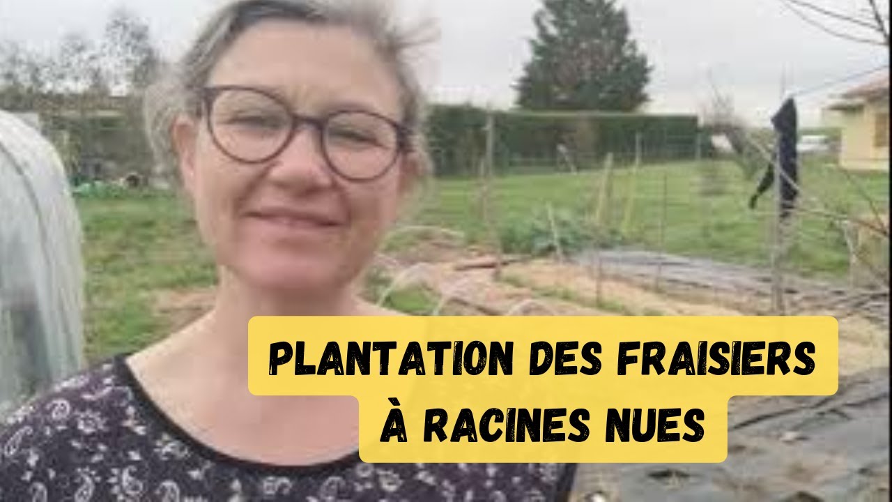 plantation fraisiers cijosé, fauvette, belrubi, candiss