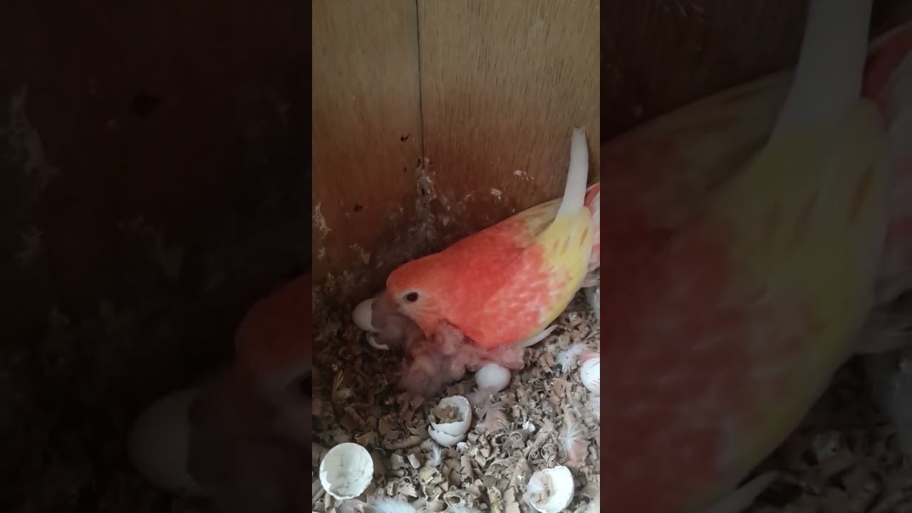 Scarlet Chested Parrot || Neophema breeder