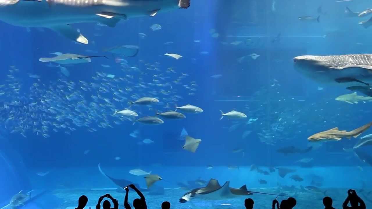 Saint-Saëns - Aquarium (The Carnival of the Animals) Aquarium Kuroshio Sea