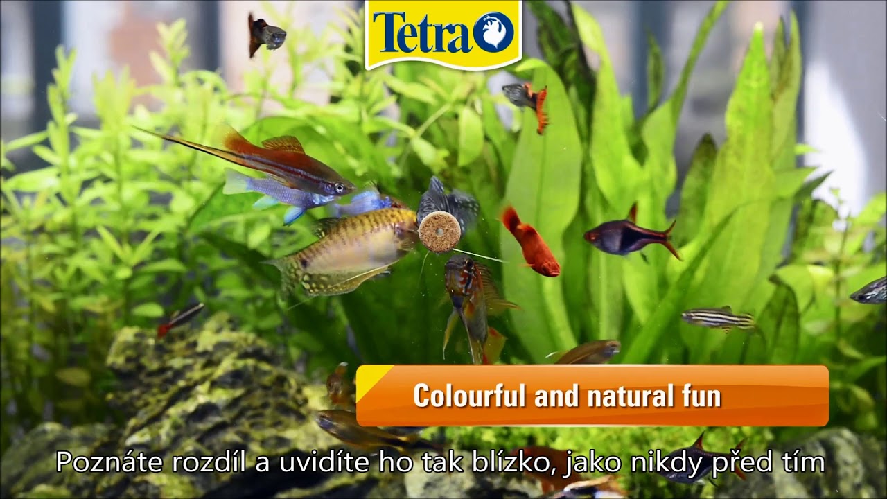 Tetra Fun Tips