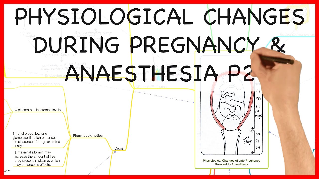 PHYSIOLOGICAL CHANGES DURING PREGNANCY PART 2- PHYSIOLOGY SERIES