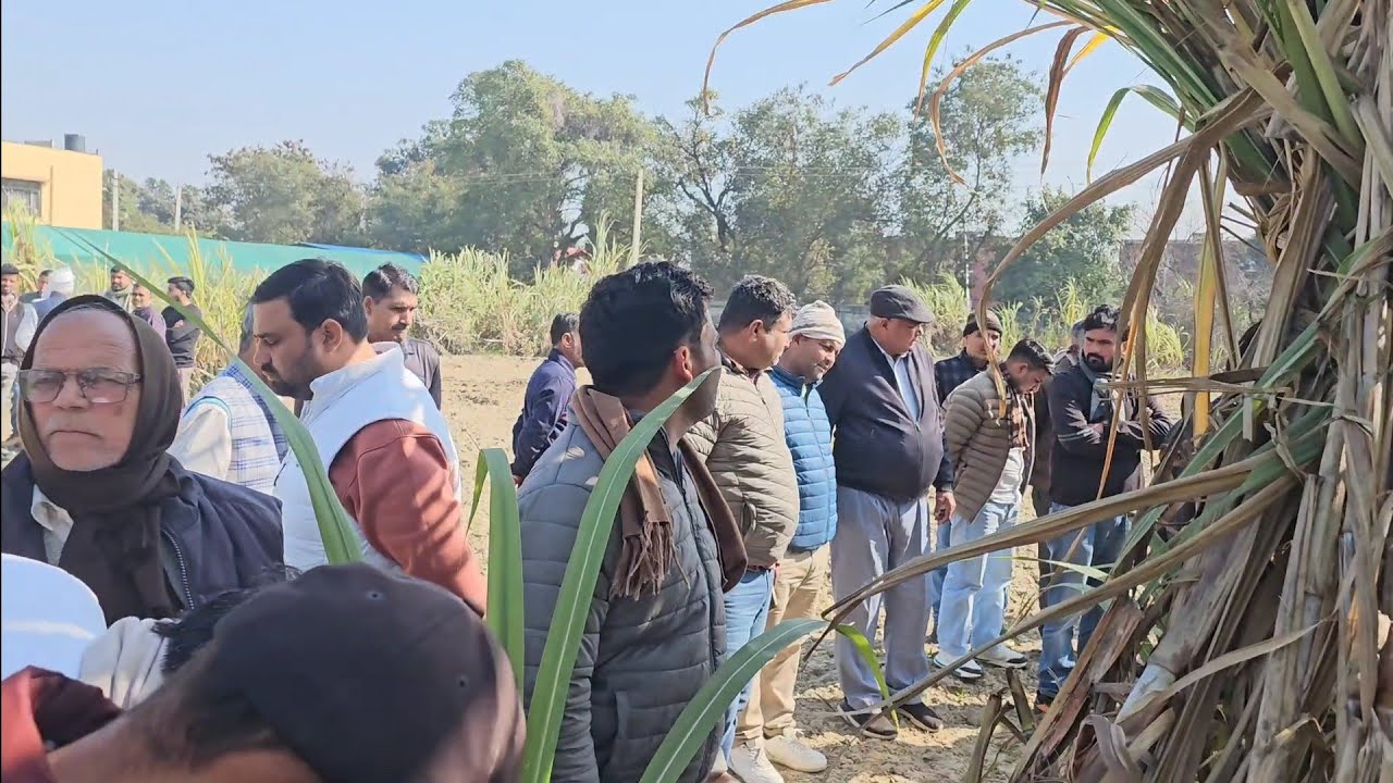 आज करनाल संस्थान में 0238 गन्ना वैरायटी के बारे में निर्देशक छावड़ा जी ने दी खास जानकारी