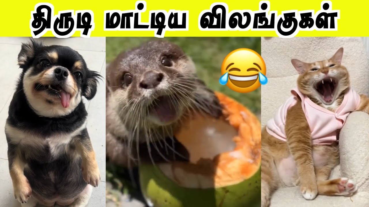 திருட்டுத்தனமாக மாட்டிய விலங்குகள் 😂 | மாட்டிக்கிட்ட பங்கு | Hoomans