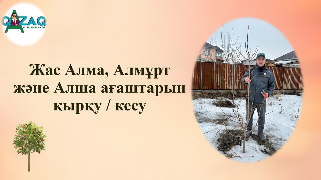 Алма, Алмұрт және Алша ағаштарын қырқу / кесу