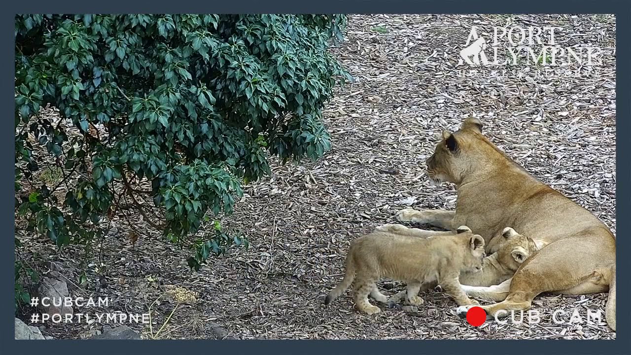 Lion Cub Cam Highlight | Lion Pride Enjoying Some Family Time