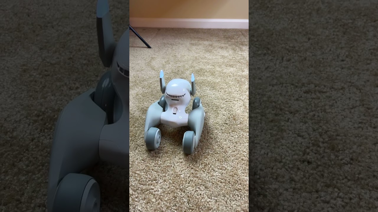 Fun with Loona the PETBOT Day 2 | GAS