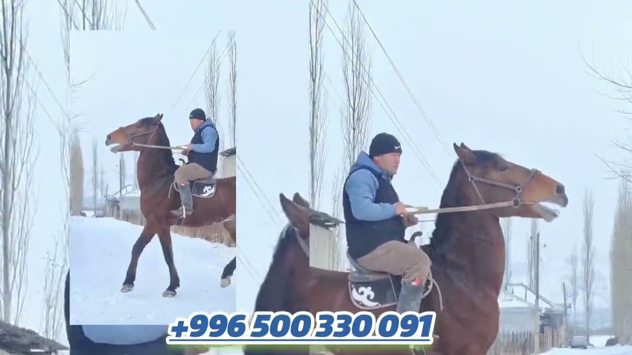 Зор Ат Чыкты Сатууга Акжол Палбандан 