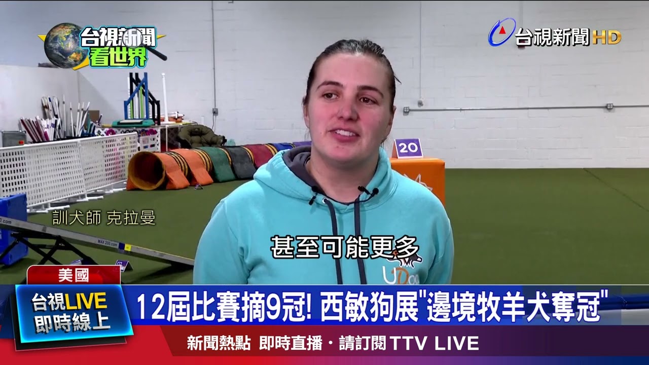 彷彿天生比賽好手！ 邊牧擁專注力+運動細胞