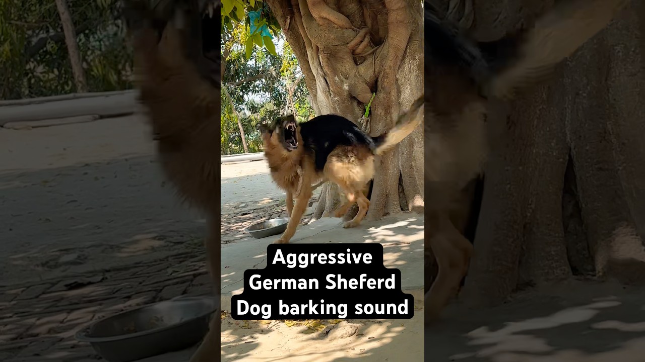 Dog sound dog barking loudly || aggressive dog barking sound || #shorts #trendingshorts #viralshorts